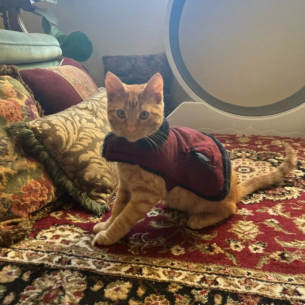 Stylish Red Cat Sweater